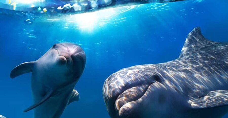 Gran Canaria: Dolphin and Whale Watching Cruise - The Itinerary: What to Expect