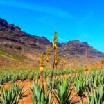 Gran Canaria Highlights Full-Day Tour by Bus - Practical Tips for Making the Most of the Tour