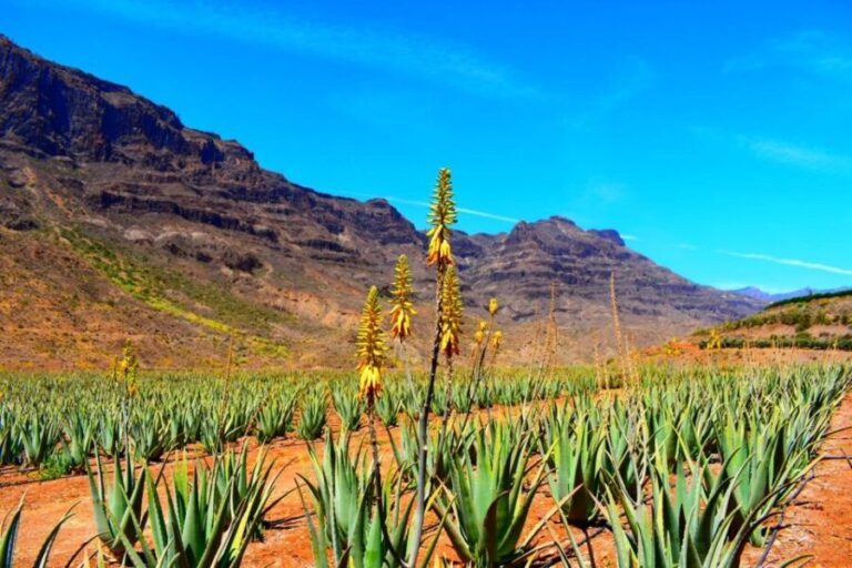 Gran Canaria Highlights Full-Day Tour by Bus - Practical Tips for Making the Most of the Tour