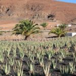 Gran Canaria Historic Tour - Yestarday and Today Premium - Authentic Experiences and Review Insights