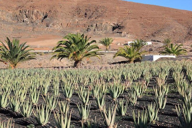 Gran Canaria Historic Tour - Yestarday and Today Premium - Authentic Experiences and Review Insights