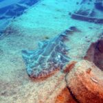 Gran Canaria: Morning Scuba Dive - The Dive Sites: Wrecks and Reefs Worth Exploring