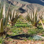 Gran Canaria Peaks in Minibus: Firgas, Teror, Aloe Vera tour - Who Will Enjoy This Experience?