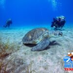Gran Canaria Scuba Diving for Certified Divers - Who Should Consider This Tour?
