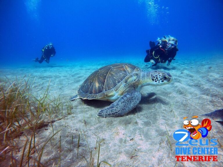 Gran Canaria Scuba Diving for Certified Divers - Who Should Consider This Tour?