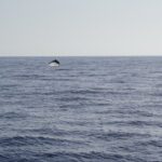 Gran Canaria Sunset Dolphin Watching Activity - FAQ