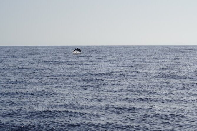Gran Canaria Sunset Dolphin Watching Activity - FAQ