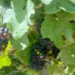 GRAND VINTAGE Moet et Chandon Veuve Clicquot Cellars & Tastings - Analyzing the Value