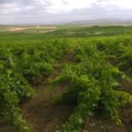 Grape harvest and breakfast at the winery in Menfi - Key Points