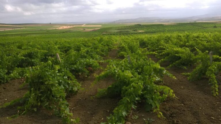 Grape harvest and breakfast at the winery in Menfi - Key Points