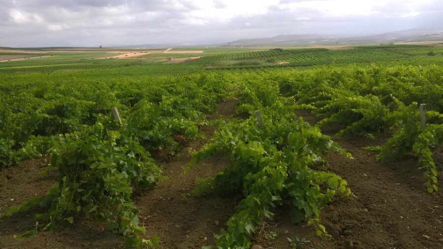 Grape harvest and breakfast at the winery in Menfi - Key Points