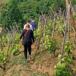 Guided Day Tour and Wine Tasting Northern Rhône Valley - The Itinerary: What You Can Expect