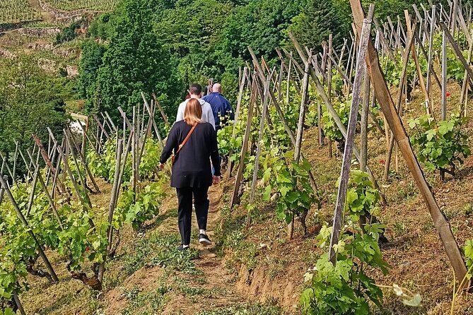 Guided Day Tour and Wine Tasting Northern Rhône Valley - The Itinerary: What You Can Expect
