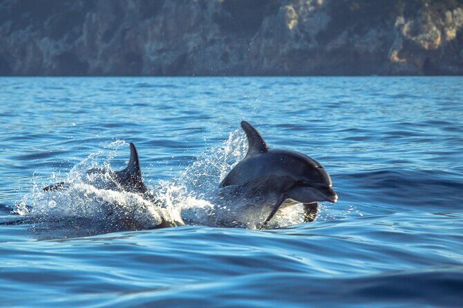 Guided Dolphin Watching in the Arrábida Natural Park - Authentic Experiences and Authentic Reviews