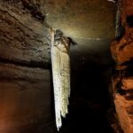 Guided Doolin Cave Tour: Experience Europe's Largest Stalactite - Who Should Consider This Tour?