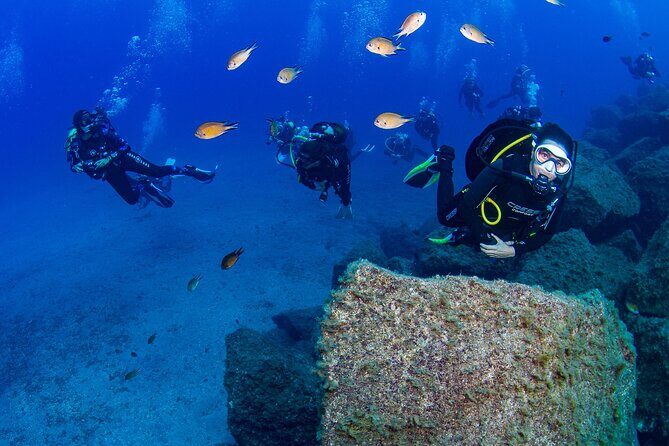 Guided Immersion from Santa Cruz de Tenerife - The Dive Sites and Marine Biodiversity