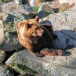 Guided Ranua Wildlife Park tour with Lunch, Small group adventure - FAQ