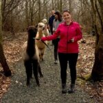 Guided Scenic Alpaca Trekking Experience Northern Ireland - What To Expect on the Trek