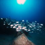 Guided Snorkeling Experience - The Experience from the Reviewers’ Perspective