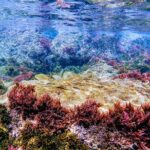 Guided snorkeling route in the Strait Natural Park - Who Will Love This Tour?