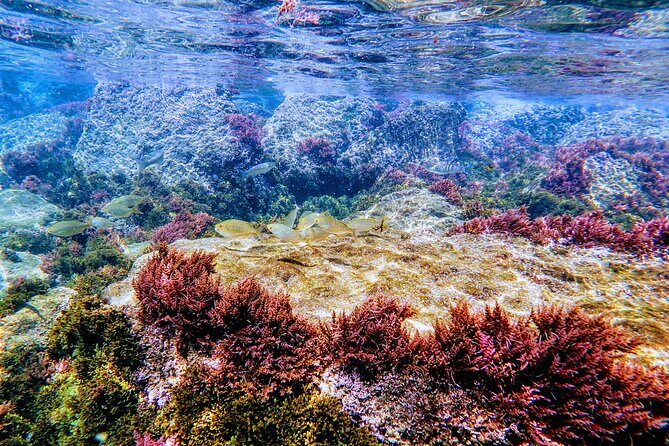 Guided snorkeling route in the Strait Natural Park - Who Will Love This Tour?