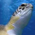 Guided snorkeling trip to the turtles in Protaras - Who Is This Tour Best For?