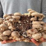 Guided tour and tasting in mushroom cultivation - Authentic Insights from Reviewers