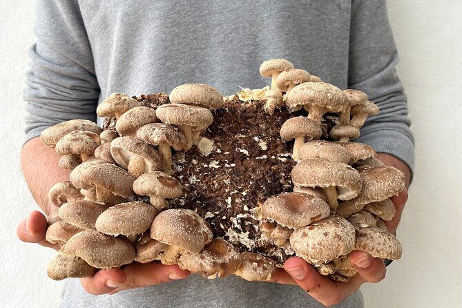 Guided tour and tasting in mushroom cultivation - Authentic Insights from Reviewers