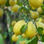 Guided tour of a historic lemon grove in Sorrento - FAQ