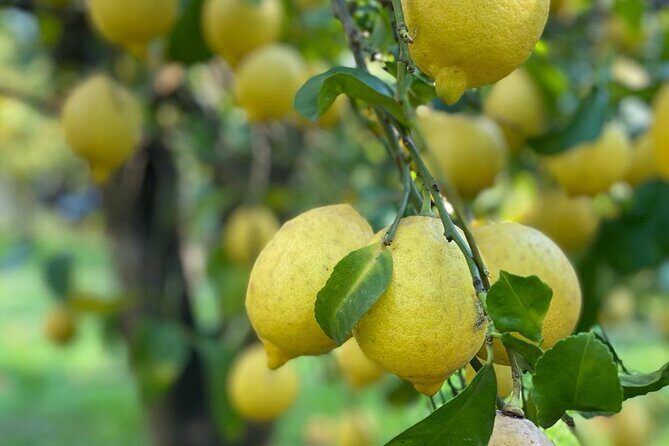Guided tour of a historic lemon grove in Sorrento - FAQ