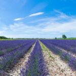 Guided tour of Lavender Distillery between Provence & Camargue - Why This Tour Stands Out
