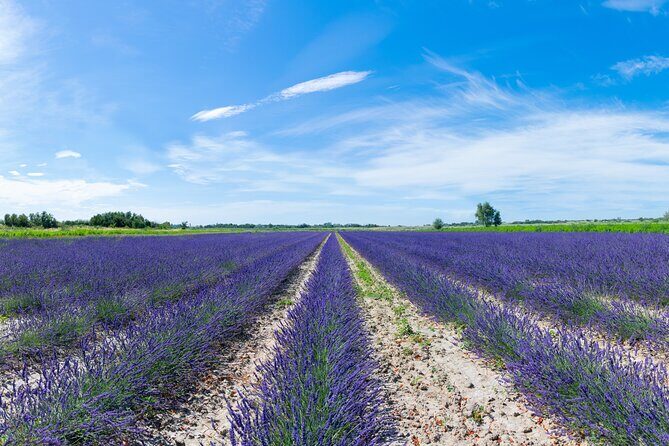 Guided tour of Lavender Distillery between Provence & Camargue - Why This Tour Stands Out