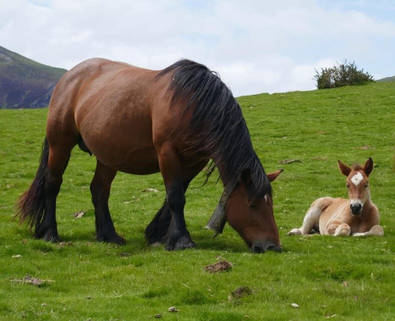 Guided tour of the 5 most beautiful towns in Basque Country - Why This Tour Offers Great Value