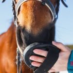 Guided tour of the stables of El Ranchito in Malaga - The Experiences Practicalities