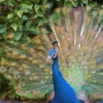 Guided Tour Sevilla Alcázar - Authentic Insights from Reviewers