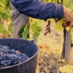 Guided tour with a winemaker: From the vine to the glass... - Practical Details: What to Expect