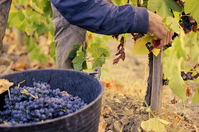 Guided tour with a winemaker: From the vine to the glass... - Practical Details: What to Expect