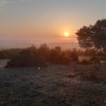 Guided Walking Tour of New Forest National Park in Hampshire - The Practicalities: What You Need to Know