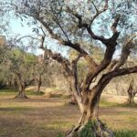 Guided Walking Tour on Verona Hillside - An In-Depth Look at the Verona Hillside Tour