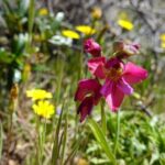 Guided Walk+Picnic: Western Algarve´s Wild Beauty - The Value of This Experience