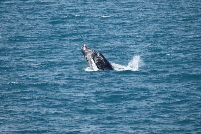 Guided Whale Watching Experience from Reykjavik - Comfort & Amenities: What Makes It Stand Out