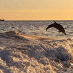 gulf of Ajaccio / Anse de cacao , swim stop - The Value and Who Should Consider This Tour