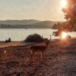 Half-Day Boat Tour Korcula Archipelago - Who Will Love This Tour?