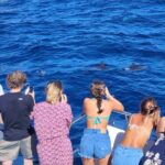 Half-Day Cruise Tour-Dolphin and Whale Watching - The Value for Money
