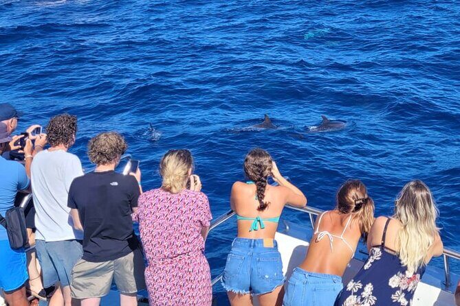 Half-Day Cruise Tour-Dolphin and Whale Watching - The Value for Money