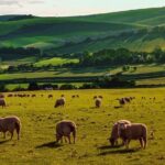 Half-day Forest Bathing and Yoga in Brighton's Woodlands - The Forest Bathing Walk: Calm, Connection, and Learning