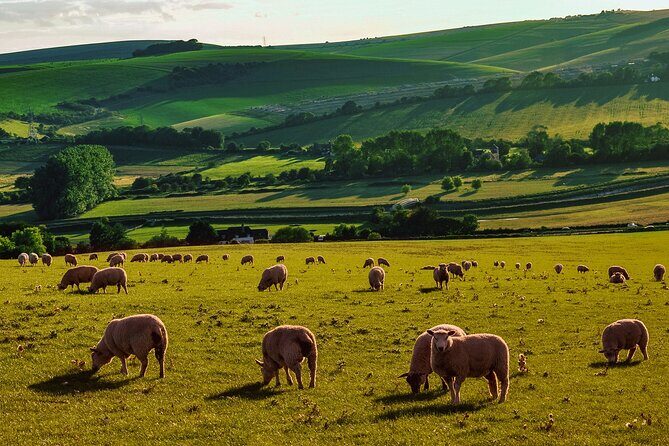 Half-day Forest Bathing and Yoga in Brighton's Woodlands - The Forest Bathing Walk: Calm, Connection, and Learning