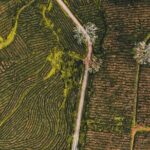 Half day Gorreana - Pedestrian Walk and Tea Tasting (Min. 2 persons) - Why This Tour Works