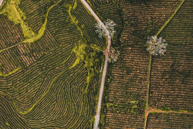 Half day Gorreana - Pedestrian Walk and Tea Tasting (Min. 2 persons) - Why This Tour Works