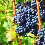 Half Day Great Vineyard Tour from Avignon - FAQ - Practical Questions Answered
